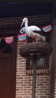 ooievaar op nest voor aankondiging geboorte