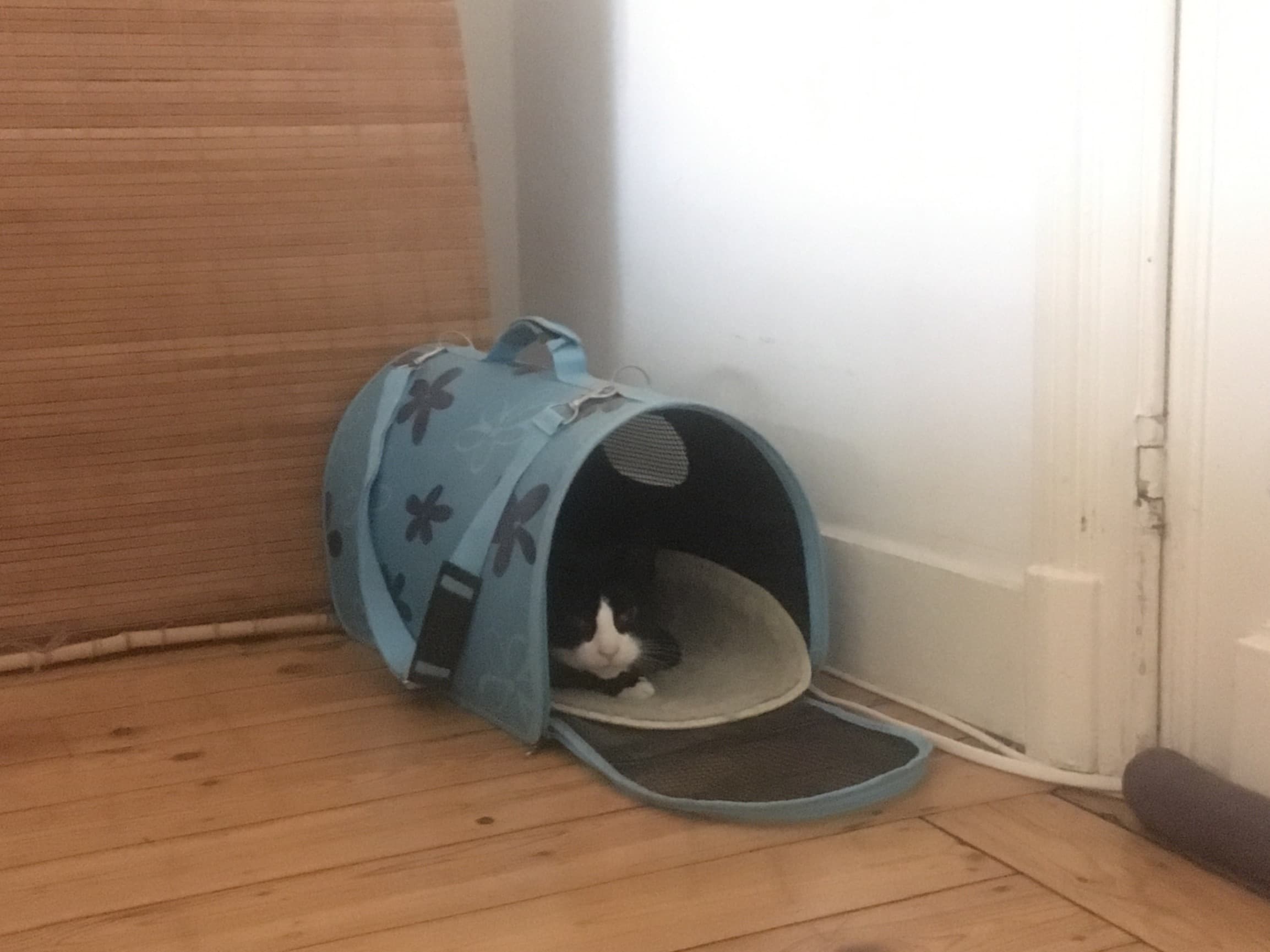 kattentransport